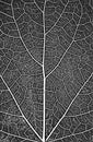 Distress tree leaves, leaflet texture. Black and white grunge background.EPS8