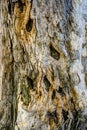 Distressed bark Royalty Free Stock Photo