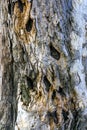 Distressed bark Royalty Free Stock Photo
