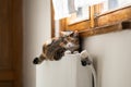 Distressed cat lies on cold battery wait heating season. Relax calm for pet on warm radiator at home
