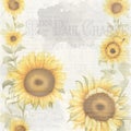 Distressed Collage Sheet Sunflowers on Cream Background