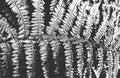 Distressed overlay fern leaf macro texture with streaks. grunge black and white background Royalty Free Stock Photo