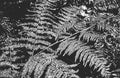 Distressed overlay fern leaf macro texture with streaks. grunge black and white background Royalty Free Stock Photo