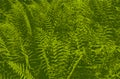 Distressed overlay green fern leaf macro texture with streaks. grunge black and white background Royalty Free Stock Photo