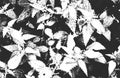 Distressed overlay mint leaf macro texture with streaks. grunge black and white background Royalty Free Stock Photo