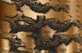Distressed overlay texture of crocodile or snake skin leather, on golden grunge background Royalty Free Stock Photo