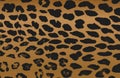 Distressed overlay texture of natural leopard fur, grunge vector background