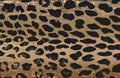 Distressed overlay texture of natural leopard fur, grunge vector background