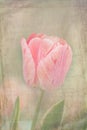 Distressed pink tulip