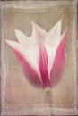 Distressed pink and white tulip
