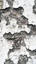 A Distressed White Plaster Wall Background with Rich Texture and Timeworn Character for Designs Royalty Free Stock Photo