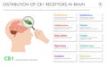 Distribution of CB1 Receptors in Brain horizontal business infographic Royalty Free Stock Photo