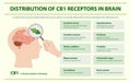 Distribution of CB1 Receptors in Brain horizontal infographic Royalty Free Stock Photo