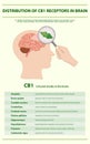 Distribution of CB1 Receptors in Brain vertical infographic Royalty Free Stock Photo
