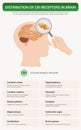 Distribution of CB1 Receptors in Brain vertical textbook infographic Royalty Free Stock Photo