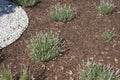 Distribution combining white pebbles and pine and bark mulch Royalty Free Stock Photo