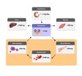 distribution of iron in the body, Iron metabolism. from liver, intestine and spleen. Ferrum circulation, recycling, stores and