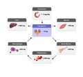 distribution of iron in the body, Iron metabolism. from liver, intestine and spleen. Ferrum circulation, recycling, stores and