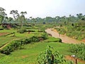 tea plantation in Srimangal, Bangladesh