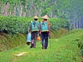tea plantation in Srimangal, Bangladesh