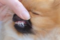 Disturbance of teeth changes in dogs of small breeds, puppy pomeranian spitz with two rows of teeth, hyperdontia