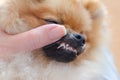 Disturbance of teeth changes in dogs of small breeds, puppy pomeranian spitz with two rows of teeth, hyperdontia