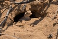 Disturbed lizard in the desert. Curious