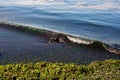 Close-up of Polluted Shoreline with Algal Bloom