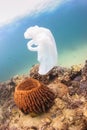 Disused plastic bag floating over a coral reef Royalty Free Stock Photo