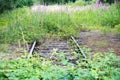 Disused railroad track overgrown with bushes and wildflowers, sad example of reduced public transport in rural areas, copy space,