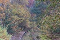 Disused train track of the old Iron Rhine Railway IJzeren Rijn surrounded by vegetation and trees with yellow green foliage Royalty Free Stock Photo