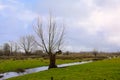 ditch and bare willow tree in a meadow the flemish countryside