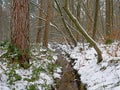 Ditch through a mixed forest covered in snow Royalty Free Stock Photo