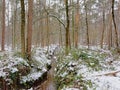 Ditch through a mixed forest with trees and shrubs covered in snow