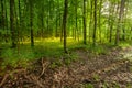 Ditch with dry leaves in a green spring forest, eastern Poland Royalty Free Stock Photo