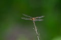 Ditch jewel Brachythemis contaminata Dragonfly Royalty Free Stock Photo