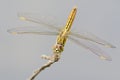 Ditch Jewel dragonfly - Brachythemis contaminata Royalty Free Stock Photo