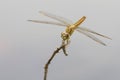 Ditch Jewel dragonfly - Brachythemis contaminata Royalty Free Stock Photo