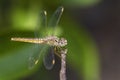 Ditch Jewel dragonfly - Brachythemis contaminata Royalty Free Stock Photo