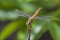 Ditch Jewel dragonfly - Brachythemis contaminata Royalty Free Stock Photo