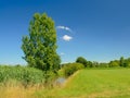 Ditch with reed along a field with trees under a clear blue sky in Kalkense Meersen nature reserve, Flanders, Belgium.