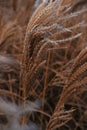 Ditch reed in autumn