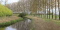 A ditch with reed and green willows and a row of large trees in springtime in the dutch countryside