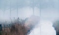 Ditch with reed and winter trees in fog.