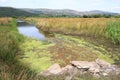 A ditch at the RSPB reserve of Ynys HIr Royalty Free Stock Photo