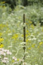 The Ditches of Iowa, full of Glorious Wildflowers Royalty Free Stock Photo