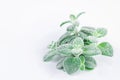 Dittany Cretan herb Dictamus isolated on white backround. Origanum dictamnus