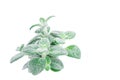 Dittany Cretan herb Dictamus isolated on white backround. Origanum dictamnus Royalty Free Stock Photo