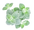 Dittany Cretan herb Dictamus isolated on white backround. Origanum dictamnus