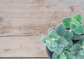 Dittany Cretan herb Dictamus. On wooden background.